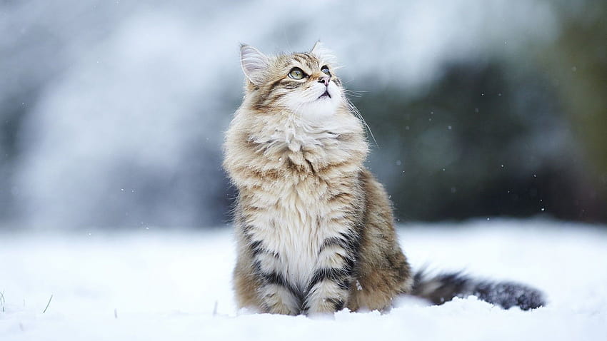 : 눈, 구레나룻, 스라소니, 야생 고양이, 동물 상, 2400x1350 px, 척골가 있는, 포유 동물과 같은 고양이, 중소형 고양이, 카니발란, 노르웨이 숲 고양이 2400x1350 HD 월페이퍼