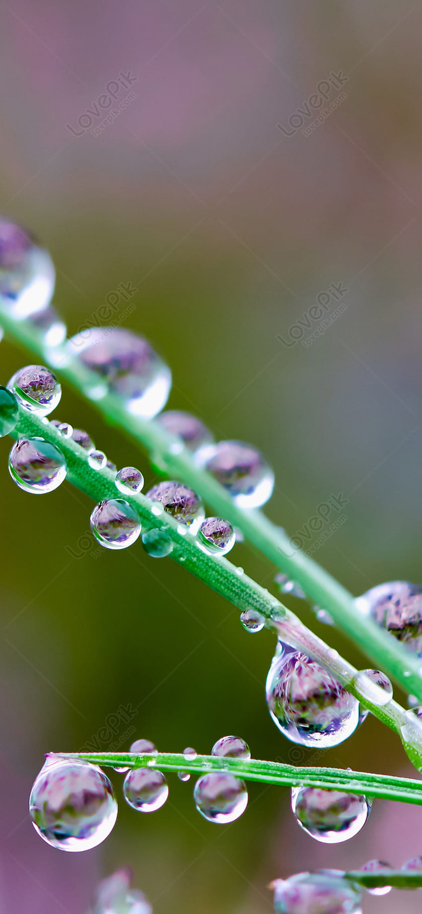 Dewdrop Mobile Backgrounds on Lovepik, dewdrops HD phone wallpaper