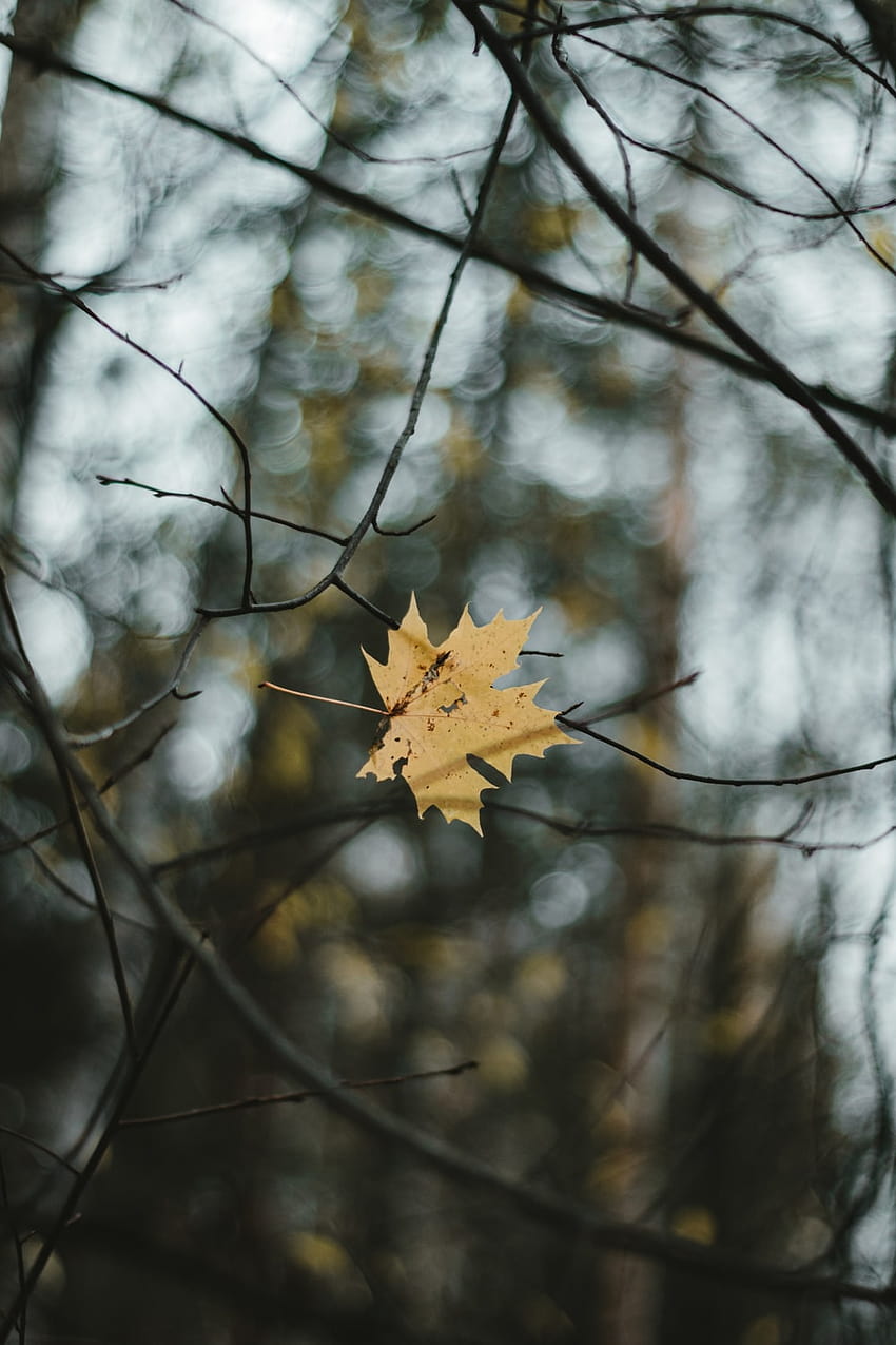 Falling Leaves, autumn leaves grey HD phone wallpaper