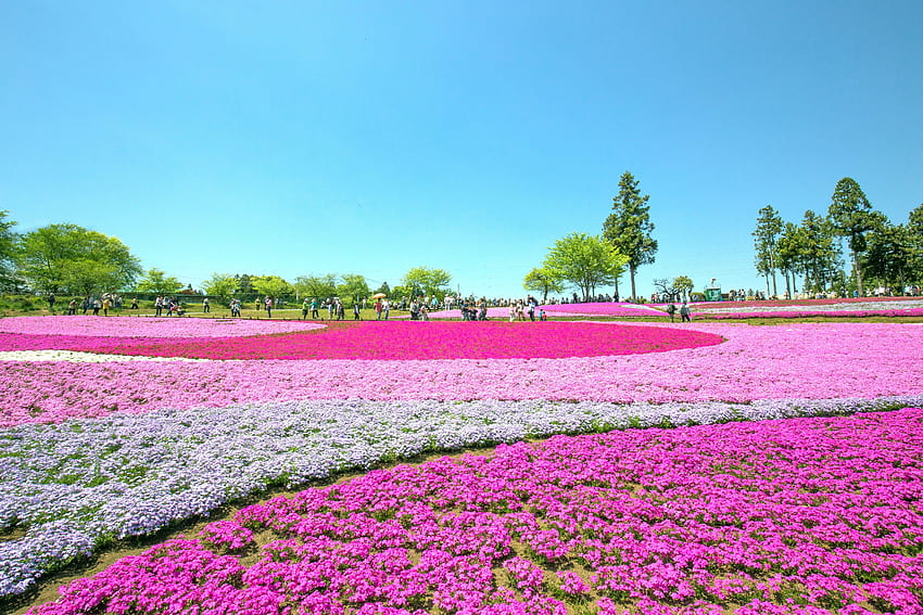 23 Fiori primaverili da tutto il mondo, fiori di campo porpora china Sfondo HD