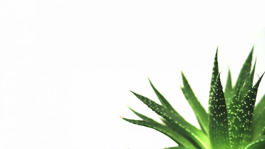 White Plant, plant aesthetic plain HD wallpaper