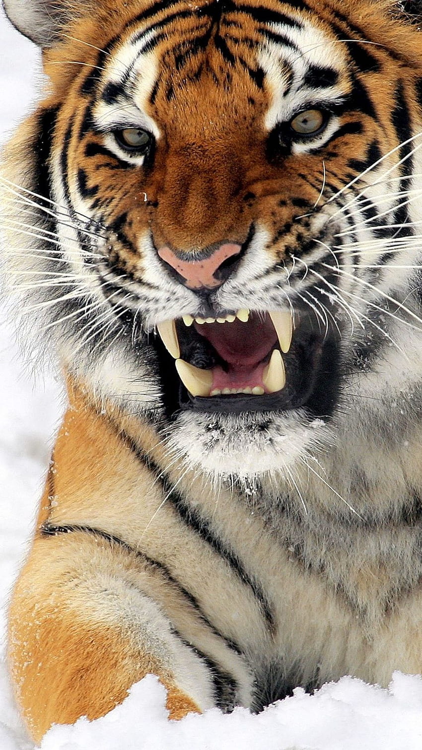 576877 1920x1280 widescreen hd tiger - Rare Gallery HD Wallpapers