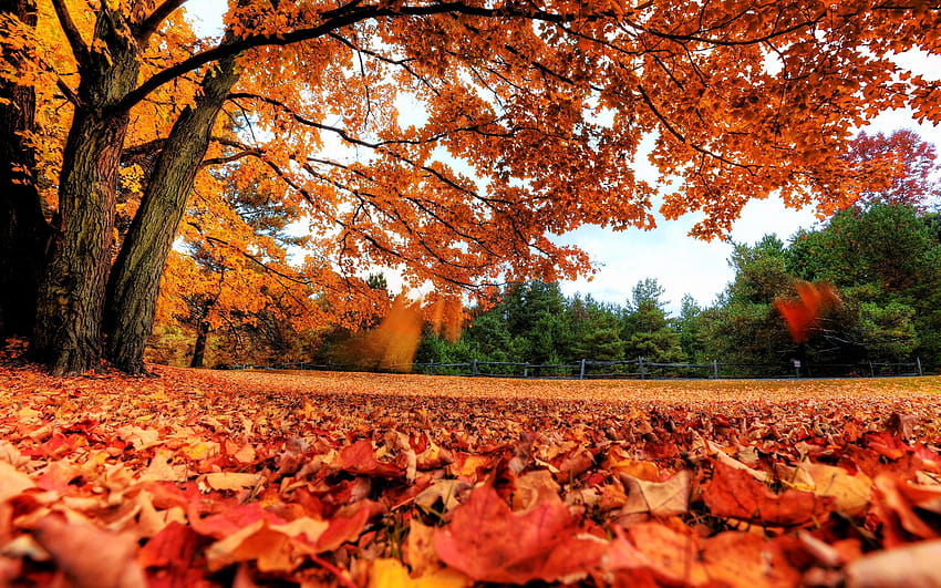 paisagens, Natureza, Árvores, Outono, estação, Vermelho, Floresta, Laranja, Canadá, Parques, Caídos, Folhas, Outono / e Mobile Backgrounds, árvores vermelhas da floresta no outono papel de parede HD