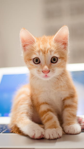 50 Cute Kittens You Need to See