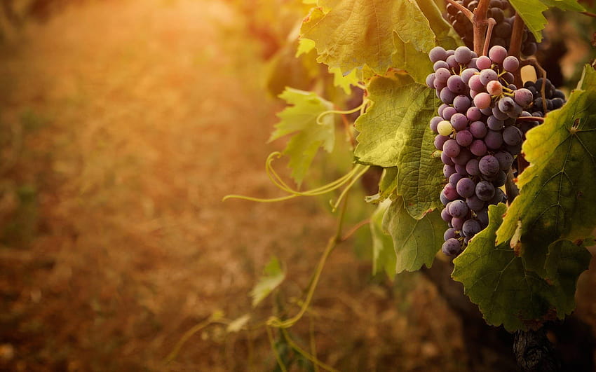 Grapes, grape vineyard HD wallpaper