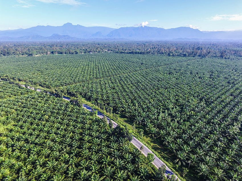 Produkty z oleju palmowego Tapeta HD