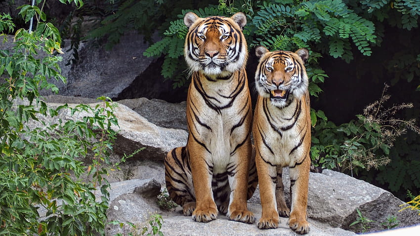 Dos tigres naranjas sentados uno al lado del otro · Stock fondo de pantalla