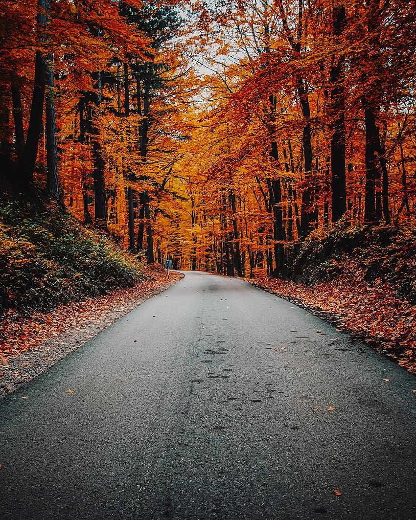 Autumn Roads, otoño de Berlín fondo de pantalla del teléfono