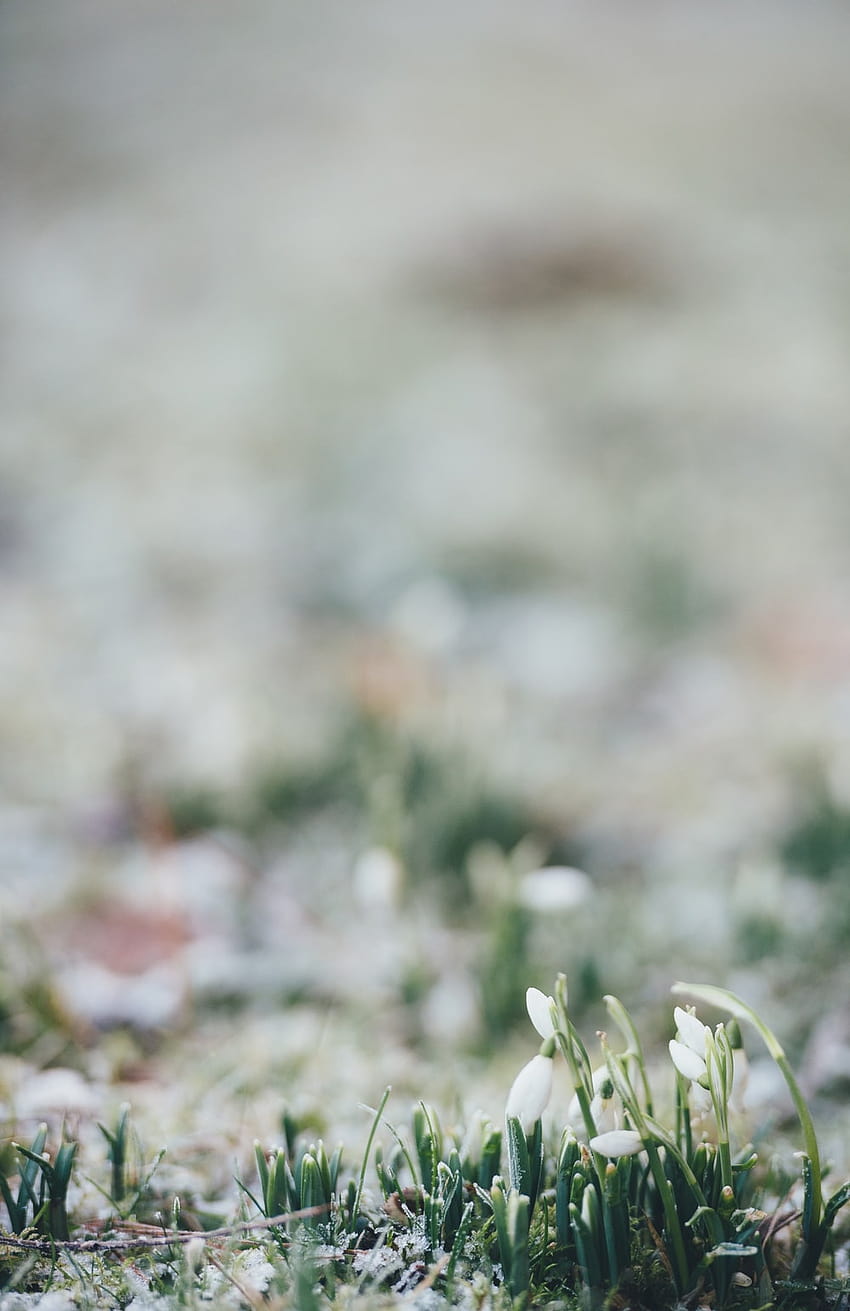 Spring : [50 HQ], iphone early spring HD phone wallpaper