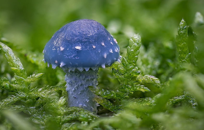 macro, mushroom, moss, Stropharia blue, blue mushroom HD wallpaper