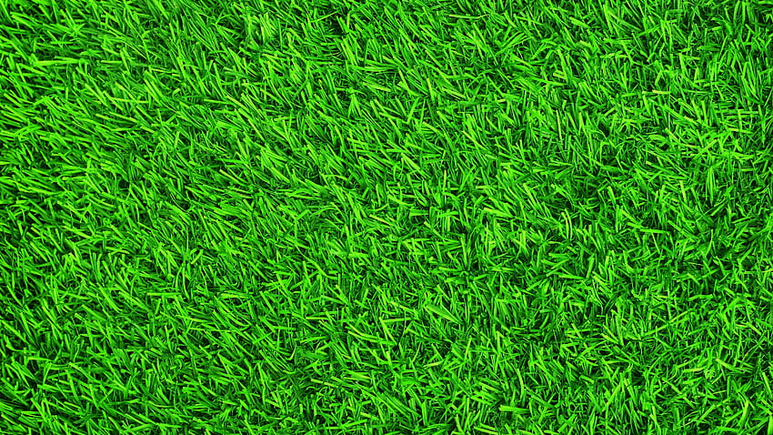 Green grass, meadow, summer 5120x2880 U HD wallpaper