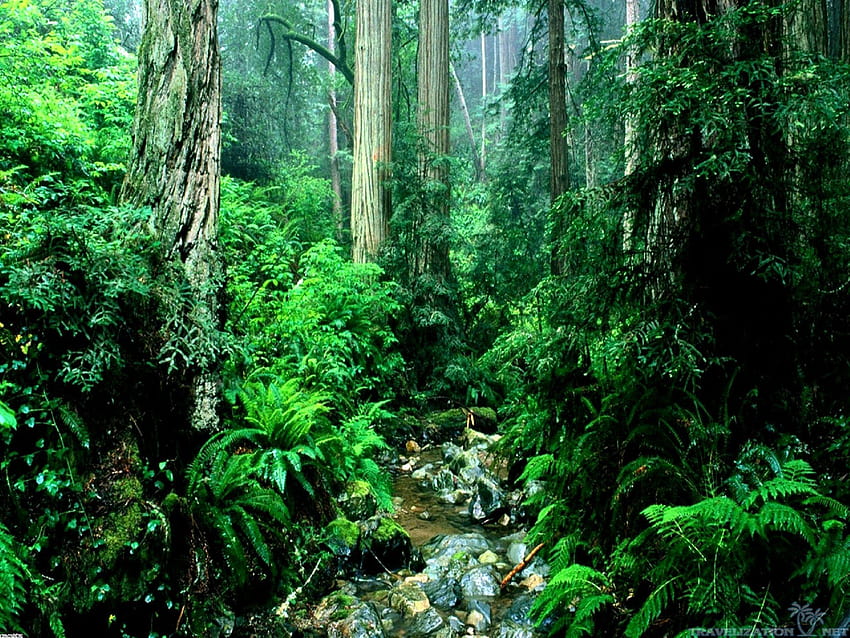 Dschungel, Amazonaswald HD-Hintergrundbild