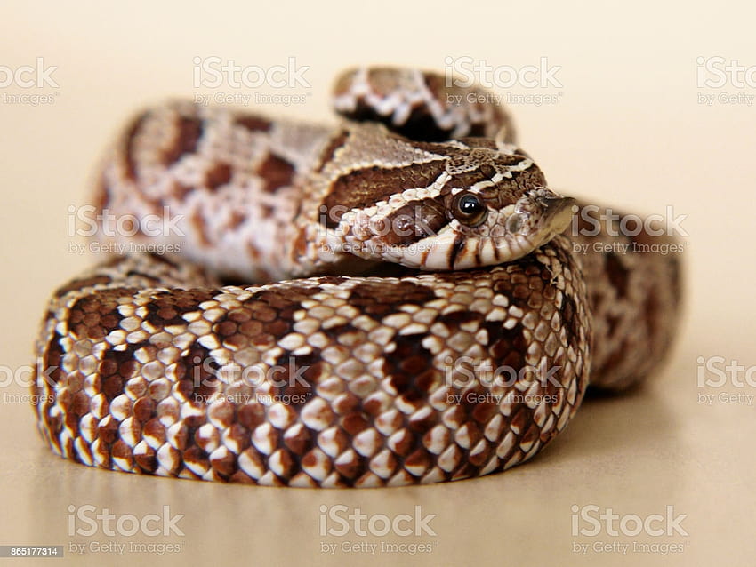 Snake Pensive Sad Frightened Or Surprised Stock HD wallpaper