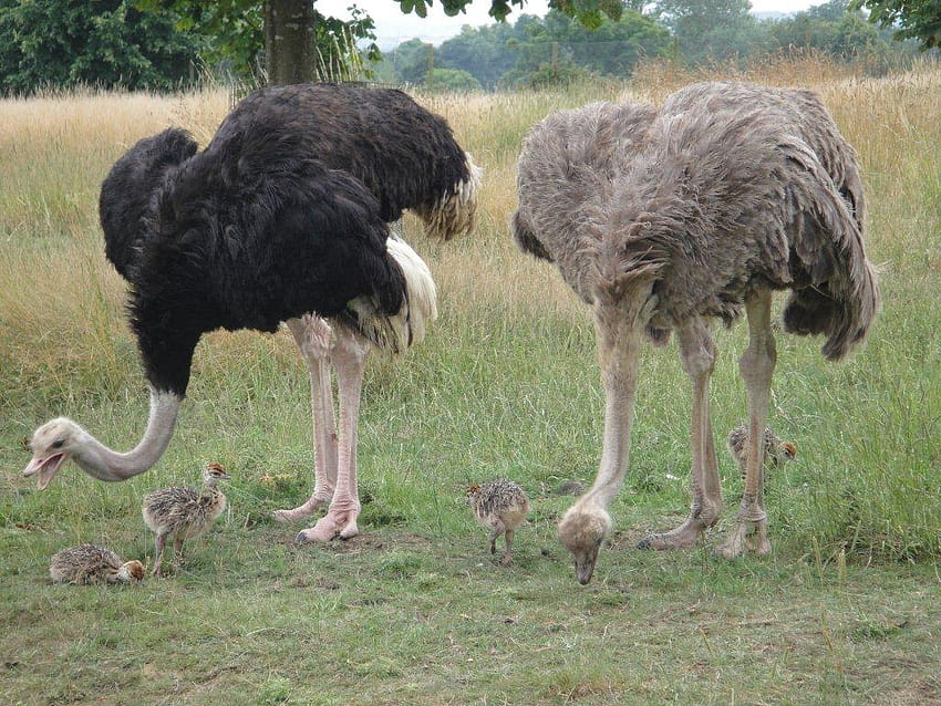 Baby ostrich HD wallpaper