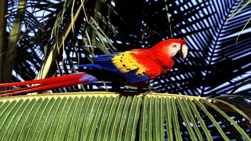 Oiseaux, Tropical, Perroquets, Écarlate, Aras, Ara, Palmier, Feuilles ...