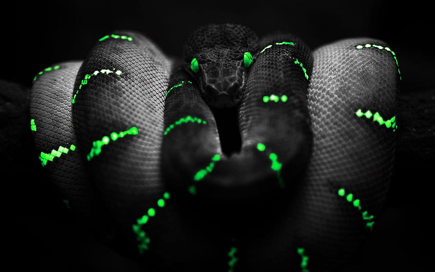 Gefährliche schwarze und grüne Schlange HD-Hintergrundbild
