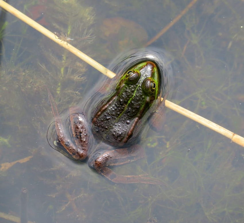 purple frog on body of water – Animal HD wallpaper