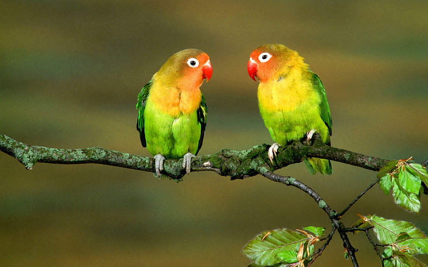Cute Couple Love Birds, lovebird HD wallpaper