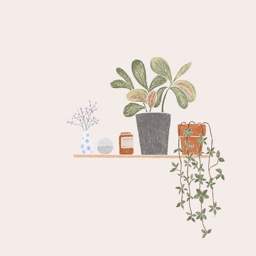 Indoor plants, potted plants HD phone wallpaper