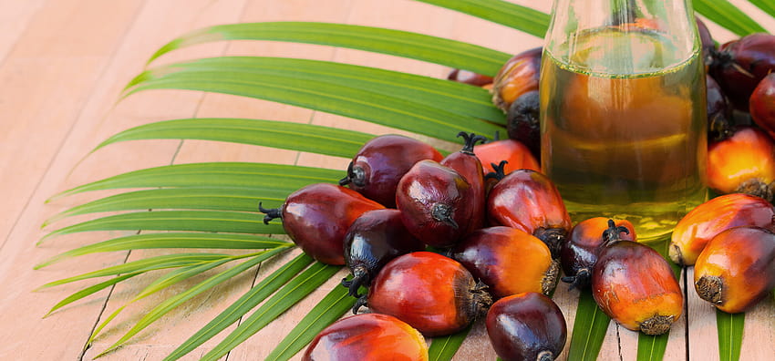 What is Palm Oil HD wallpaper