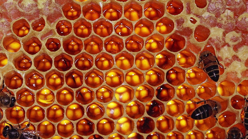 Ultra Bees , Backgrounds 3840x2160, honey bee HD wallpaper