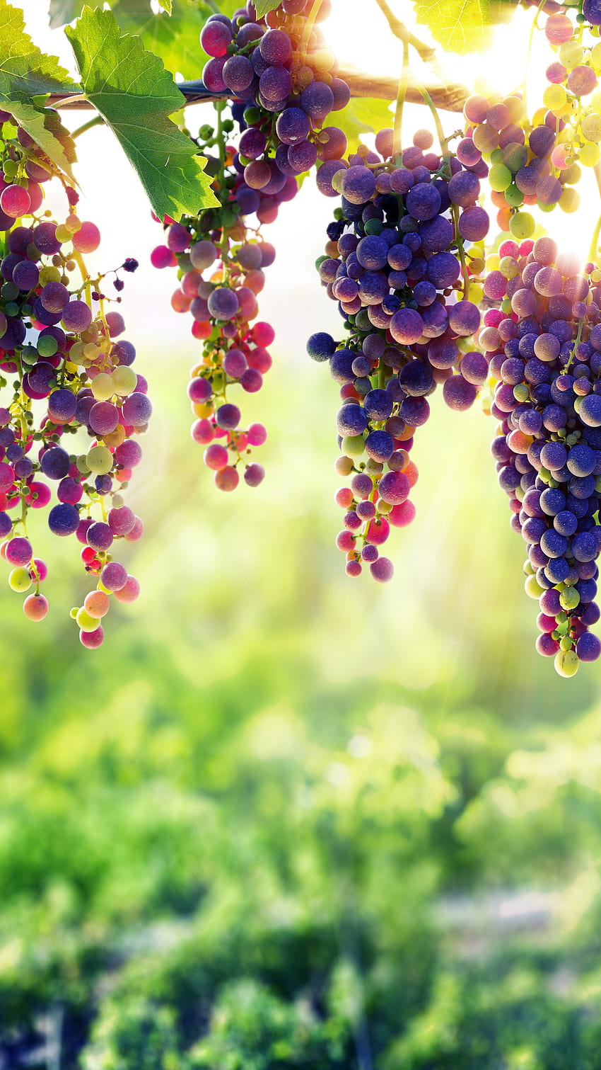uvas, , Alimentos Papel de parede de celular HD