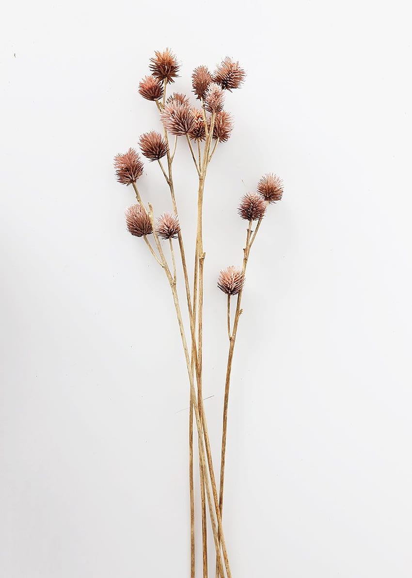 Gousses de graines de Platycarya séchées, fleurs séchées Fond d'écran de téléphone HD