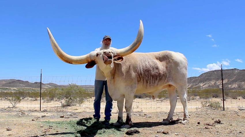 Um touro de chifre gigantes que adora receber carinho HD wallpaper