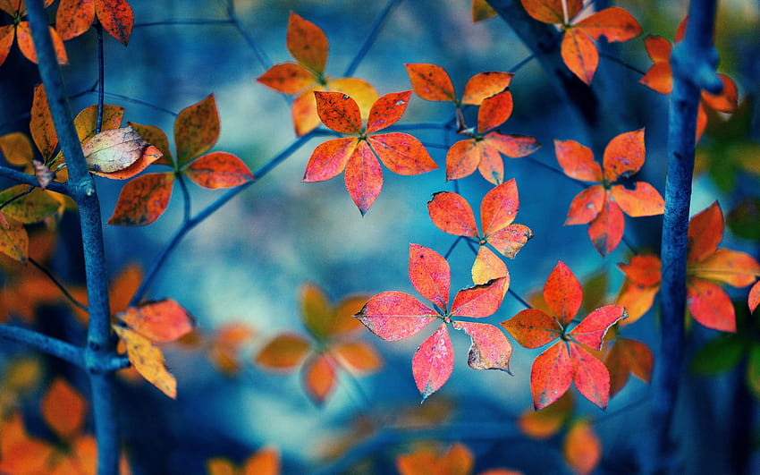 4 Autumn Leaves, october leaves HD wallpaper | Pxfuel