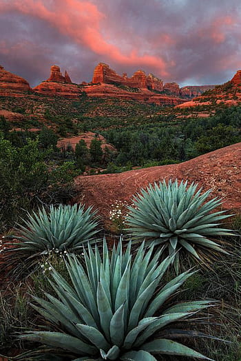 Wallpaper - Arugula | Agave – Lewis