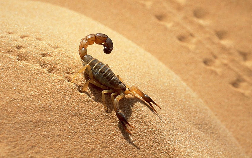 kalajengking di padang pasir, hewan invertebrata Wallpaper HD