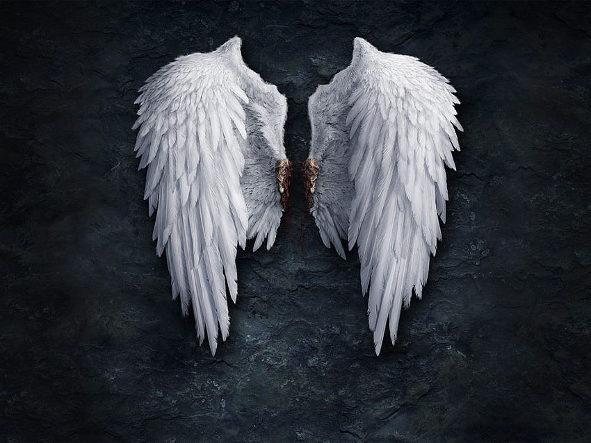 angels wings, black and white angel wings HD wallpaper