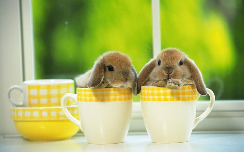 Super Cute Baby Bunnies HD wallpaper