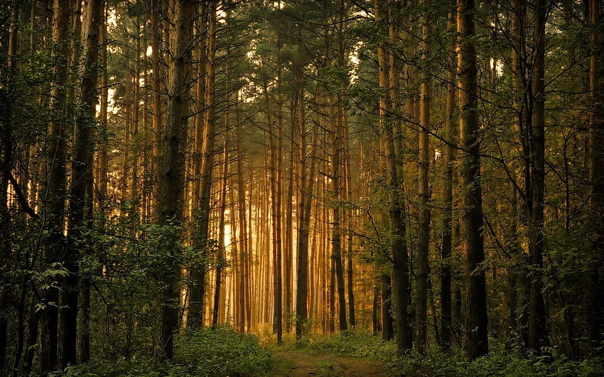 Pine Forest, aesthetic forest HD wallpaper