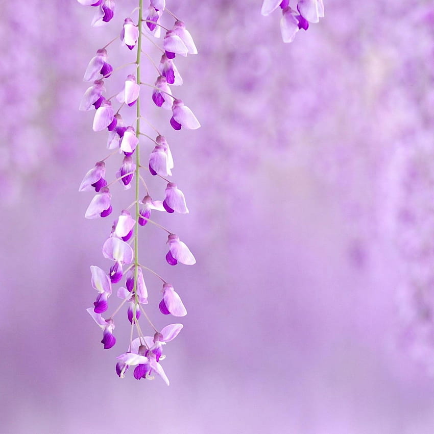 fleur pourpre, printemps violet clair Fond d'écran de téléphone HD