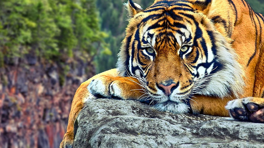 106 Harimau Tempat terindah di, harimau santai Wallpaper HD