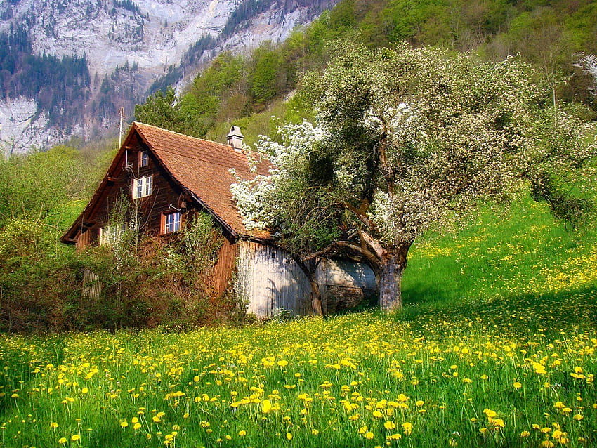 Cabaña flores paisaje montañas naturaleza grafía Arbustos, alpes suizos primavera fondo de pantalla