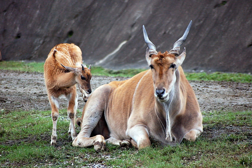 What Does a Dewlap Do?, common eland HD wallpaper