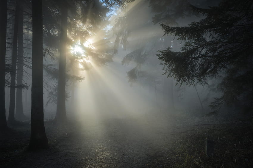 Sun Rays Through the Tree Leaves and Mist · Stock, misty morning sunrays HD wallpaper