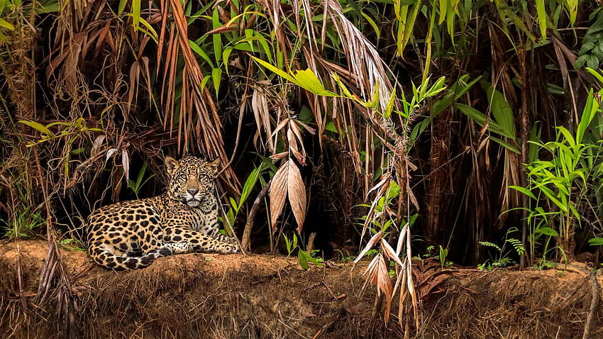 Bing : Ягуар във влажните зони на Пантанал HD тапет