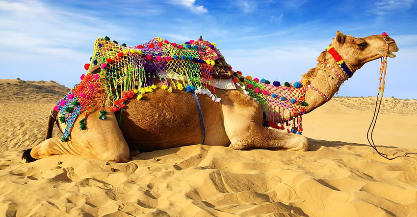 2680x1400 Camel, Desert, Lying Down, Sand HD wallpaper