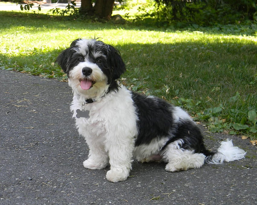 Havanese Dogs for Android HD wallpaper
