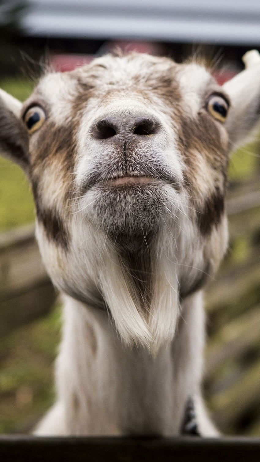 Funny Goat HD phone wallpaper