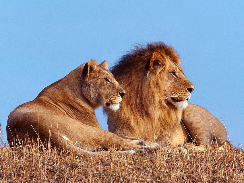Löwe und Löwin, Löwenpaar HD-Hintergrundbild