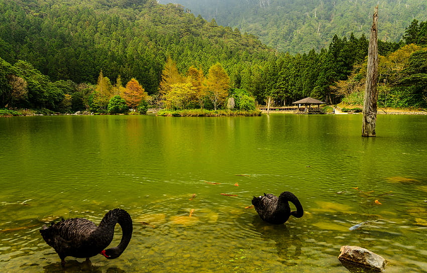 หงส์ ญี่ปุ่น 2 ธรรมชาติสีดำ ป่าฤดูใบไม้ร่วง แม่น้ำ 4000x2560 วอลล์เปเปอร์ HD