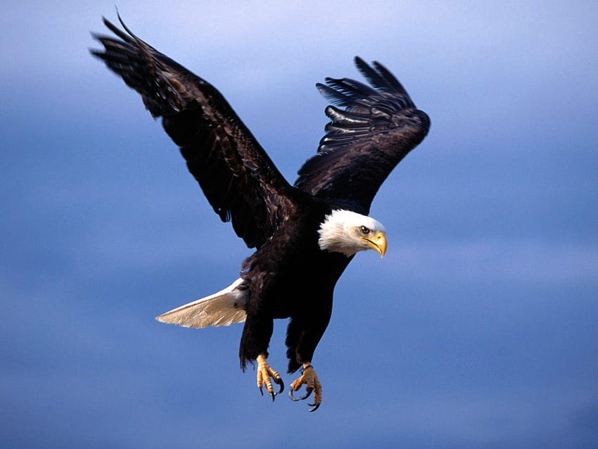 Bel aigle volant à la recherche de la chasse, aigle 3d Fond d'écran HD