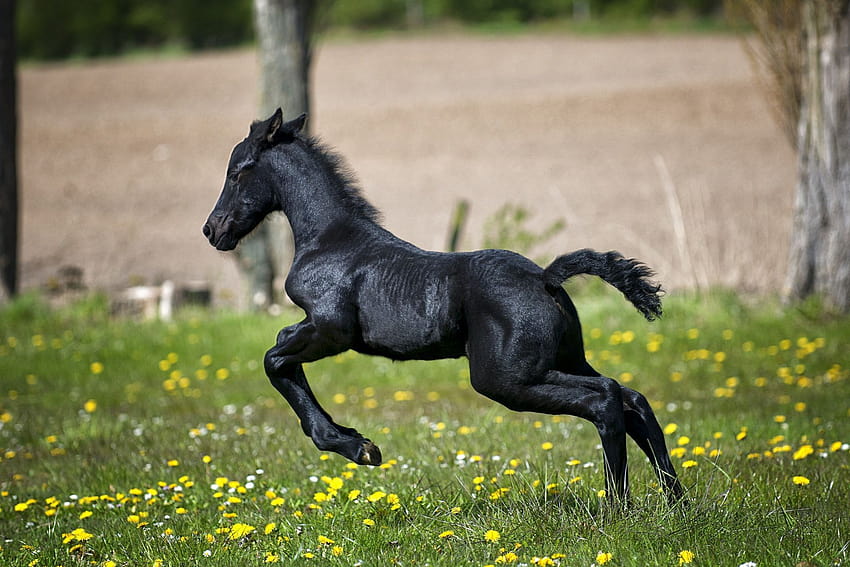 Baby Horse, black foals HD wallpaper