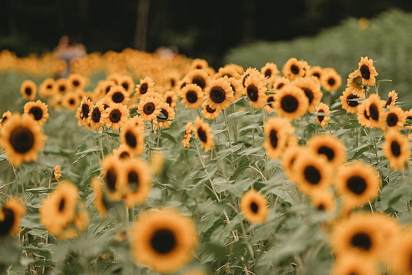 These Sunflower Farms Are Here to Save Your Summer, sunflower with stretch HD wallpaper