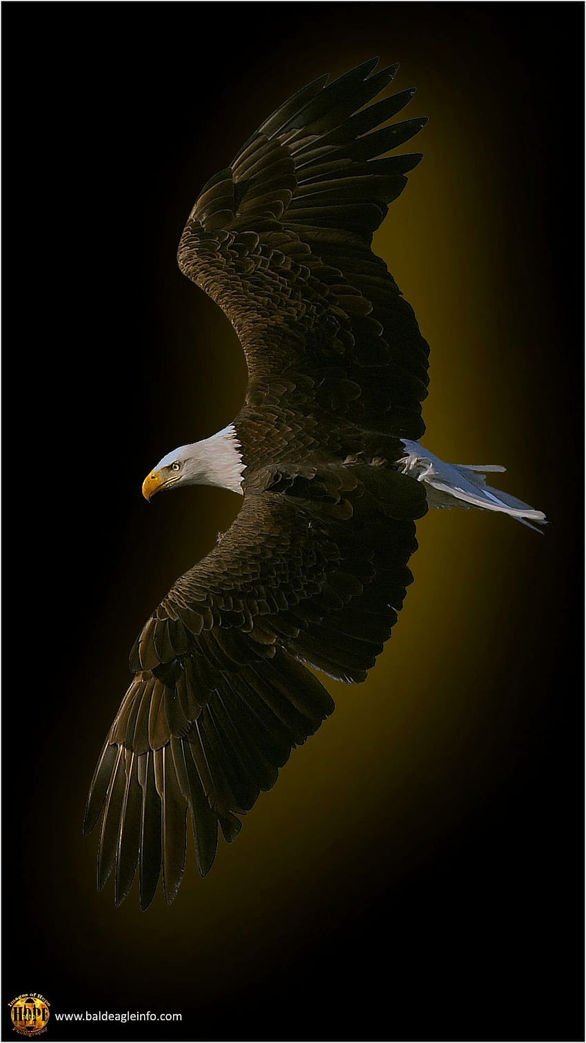 Eagle Lovely Bald Eagle 47, black eagle HD phone wallpaper