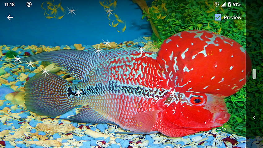 Ikan Louhan Hidup Wallpaper HD